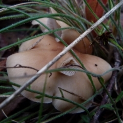 Unidentified Cap on a stem; gills below cap [mushrooms or mushroom-like] at QPRC LGA - 18 Jan 2022 by Paul4K