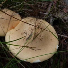 Amanita sp. (Amanita sp.) at QPRC LGA - 21 Jan 2022 by Paul4K