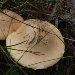 Amanita sp. at Boro, NSW - suppressed