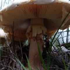 Amanita sp. at Boro, NSW - suppressed