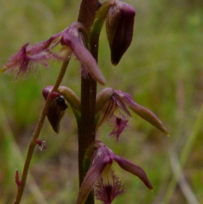 Corunastylis fimbriata (Fringed Midge Orchid) at Boro, NSW - 18 Jan 2022 by Paul4K