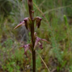 Corunastylis fimbriata at Boro, NSW - 19 Jan 2022