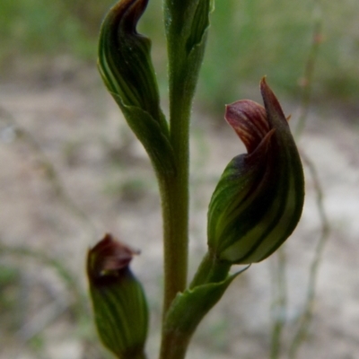 Speculantha rubescens (Blushing Tiny Greenhood) at Boro - 18 Jan 2022 by Paul4K