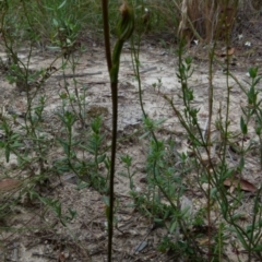 Speculantha rubescens at Boro, NSW - 19 Jan 2022