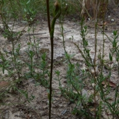 Speculantha rubescens at Boro, NSW - suppressed