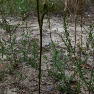 Speculantha rubescens at Boro, NSW - suppressed