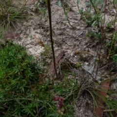 Speculantha rubescens at Boro, NSW - suppressed