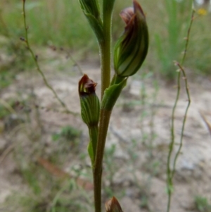 Speculantha rubescens at Boro, NSW - 19 Jan 2022