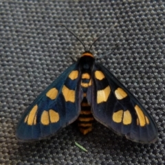 Amata nigriceps (A Handmaiden moth) at QPRC LGA - 18 Jan 2022 by Paul4K