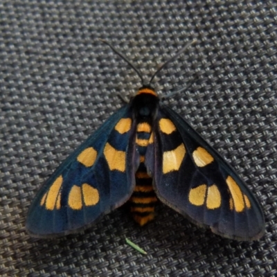 Amata nigriceps (A Handmaiden moth) at QPRC LGA - 18 Jan 2022 by Paul4K