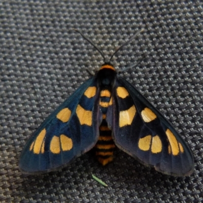 Amata nigriceps (A Handmaiden moth) at Boro, NSW - 19 Jan 2022 by Paul4K