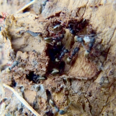 Dolichoderus scabridus (Dolly ant) at QPRC LGA - 18 Jan 2022 by Paul4K