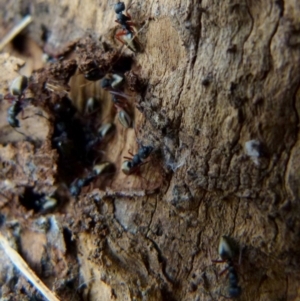 Dolichoderus scabridus at Boro, NSW - suppressed