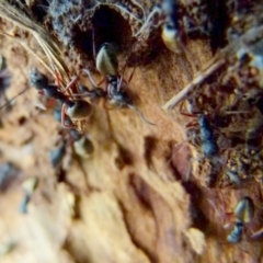 Dolichoderus scabridus at Boro, NSW - suppressed