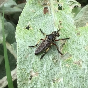 Thereutria amaraca at McKellar, ACT - 22 Jan 2022