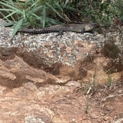 Egernia cunninghami (Cunningham's Skink) at Mount Majura - 22 Jan 2022 by Kassandra21