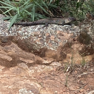 Egernia cunninghami (Cunningham's Skink) at Mount Majura - 22 Jan 2022 by Kassandra21