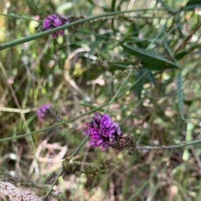 Cullen microcephalum (Dusky Scurf-pea) at Kuringa Woodlands - 21 Jan 2022 by mcstone