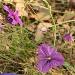 Arthropodium fimbriatum (Nodding Chocolate Lily) at Fraser, ACT - 21 Jan 2022 by mcstone