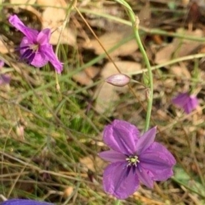 Arthropodium fimbriatum at Fraser, ACT - 22 Jan 2022 10:00 AM