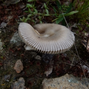 Unidentified Cap on a stem; gills below cap [mushrooms or mushroom-like] (TBC) at suppressed by Paul4K