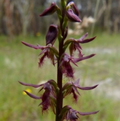 Corunastylis ostrina (Purple Midge Orchid) at Boro, NSW - 19 Jan 2022 by Paul4K