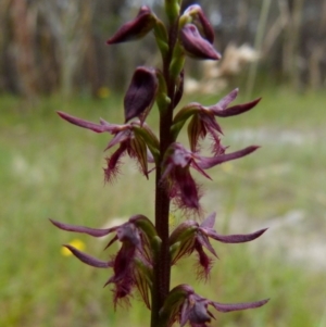 Corunastylis ostrina at Boro, NSW - suppressed