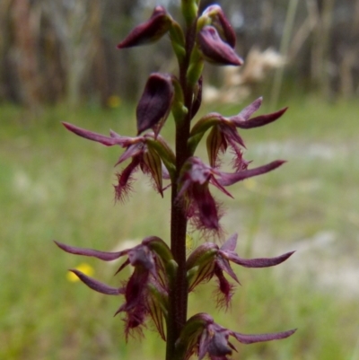 Corunastylis ostrina (Purple Midge Orchid) at Boro, NSW - 19 Jan 2022 by Paul4K