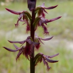 Corunastylis ostrina at Boro, NSW - suppressed