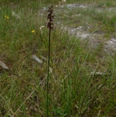 Corunastylis ostrina at Boro, NSW - suppressed