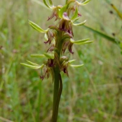 Corunastylis cornuta (Horned Midge Orchid) at Boro, NSW - 19 Jan 2022 by Paul4K