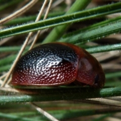 Dicranosterna immaculata (Acacia leaf beetle) at Boro - 19 Jan 2022 by Paul4K