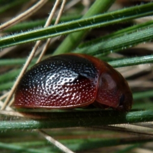 Dicranosterna immaculata at Boro, NSW - suppressed