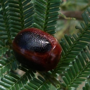 Dicranosterna immaculata at Boro, NSW - suppressed