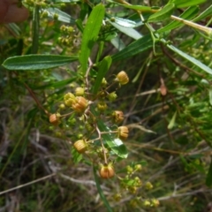Dodonaea viscosa subsp. spatulata (Broad-leaved Hop Bush) at Boro - 19 Jan 2022 by Paul4K