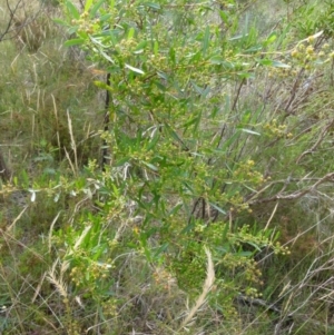 Dodonaea viscosa subsp. spatulata at Boro, NSW - 19 Jan 2022