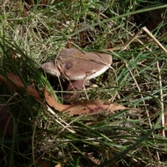 zz bolete at QPRC LGA - 19 Jan 2022 by Paul4K