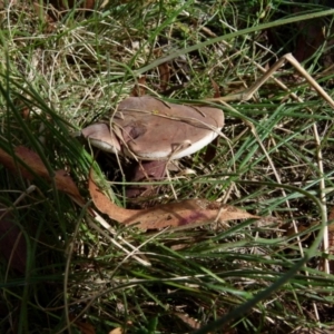 zz bolete at Boro, NSW - 19 Jan 2022