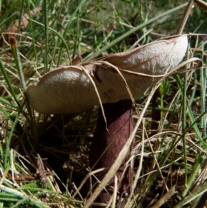 zz bolete at Boro, NSW - suppressed