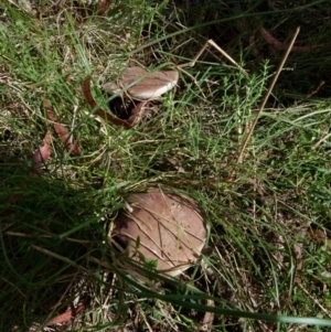 zz bolete at Boro, NSW - suppressed