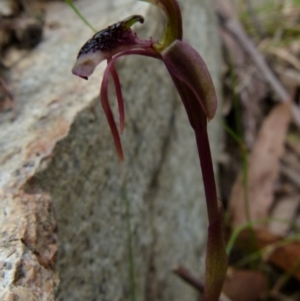 Chiloglottis reflexa at Boro, NSW - suppressed