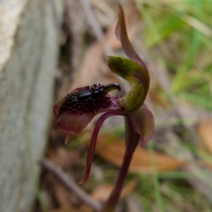 Chiloglottis reflexa at Boro, NSW - suppressed