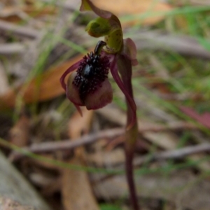 Chiloglottis reflexa at Boro, NSW - 19 Jan 2022