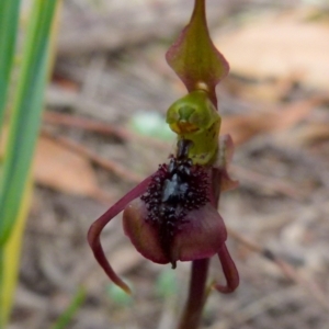 Chiloglottis reflexa at Boro, NSW - suppressed