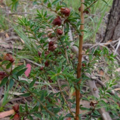 Pultenaea vrolandii (Cupped Bush-Pea) at Boro, NSW - 19 Jan 2022 by Paul4K
