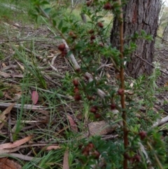 Pultenaea vrolandii at suppressed - 19 Jan 2022