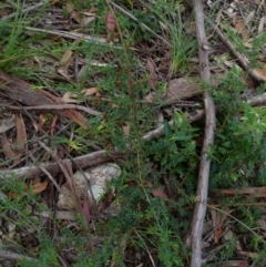 Pultenaea vrolandii at suppressed - 19 Jan 2022