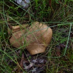 Unidentified Cap on a stem; pores below cap [boletes & stemmed polypores] at QPRC LGA - 19 Jan 2022 by Paul4K