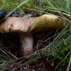 Bolete sp. at Boro, NSW - 20 Jan 2022