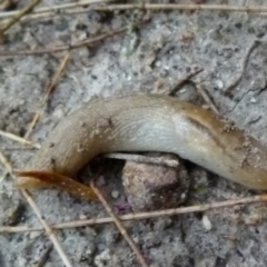 Ambigolimax nyctelia (Striped Field Slug) at Boro - 19 Jan 2022 by Paul4K